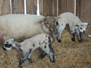 Spring Lambs on Walnut Ridge